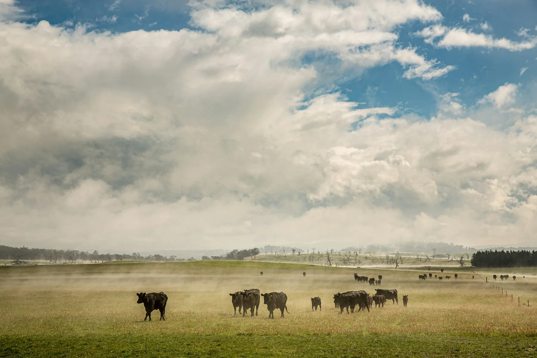 Black cattle grazing in a wide misty pasture