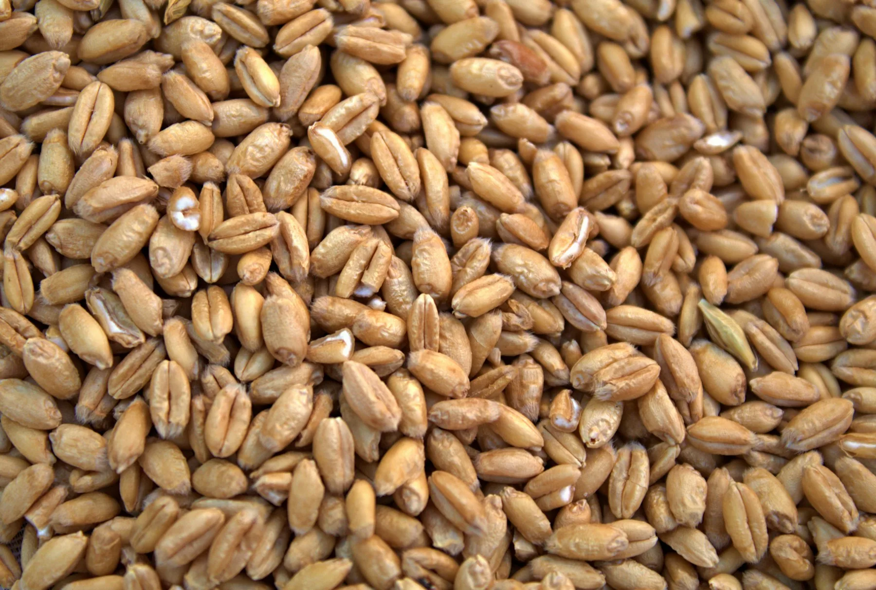 Close-up of golden grain kernels
