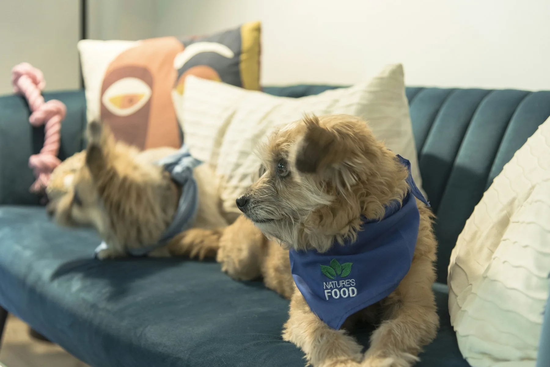 Two dogs relaxing together on a couch