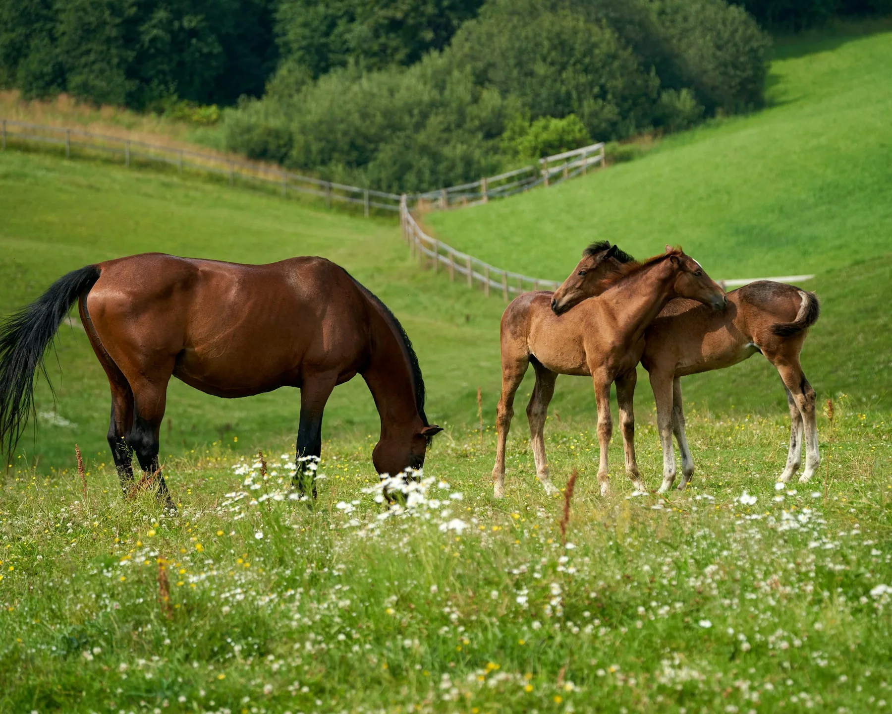 Horses in a green pasture filled with wildflowers